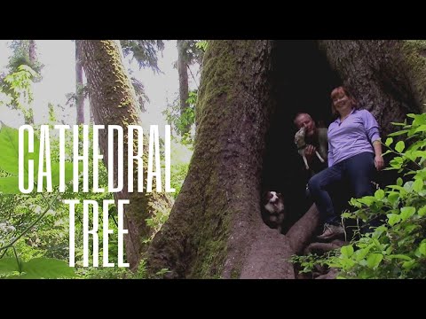 Cathedral Tree Astoria Oregon - Dog Friendly Adventure