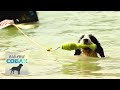 Испанская водяная собака. Планета собак 🌏 Моя Планета