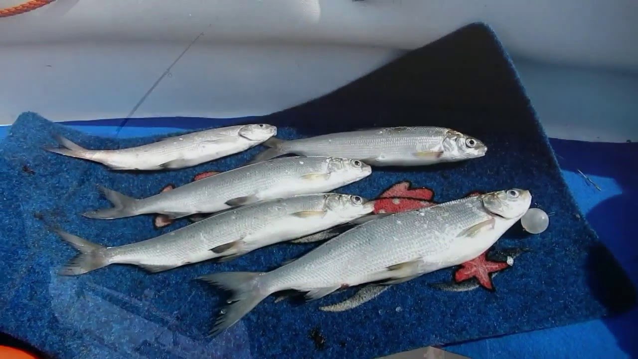 Lavarelli a striscetto con pallina