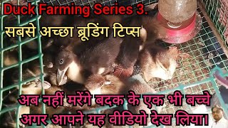 duck farming || brooding management || बतख के बच्चों का सबसे अच्छा ब्रूडिंग कैसे होना चाहिए