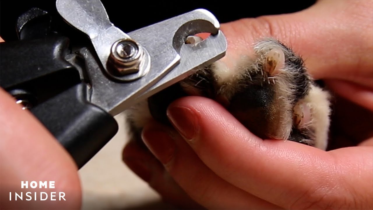 How to Dremel Your Dogs Nails - Do-It-Yourself Dog Grooming 