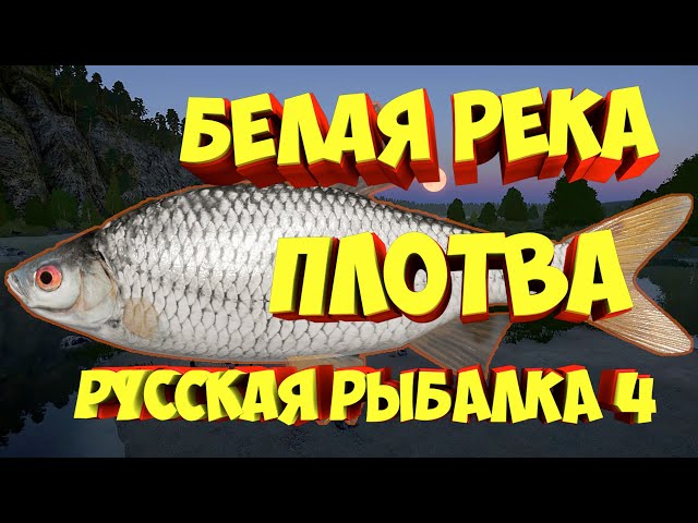 Русская рыбалка 3: Ахтуба - плотва | Информация и советы