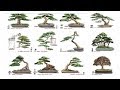 Những Dáng Thế Bonsai Cơ Bản Bạn Nhất Định Phải Biết | Bonsai styles | QH 01