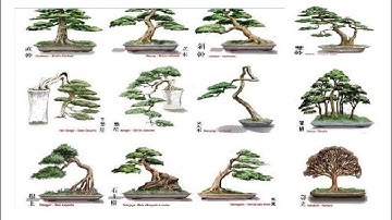 Những Dáng Thế Bonsai Cơ Bản Bạn Nhất Định Phải Biết | Bonsai styles | QH 01