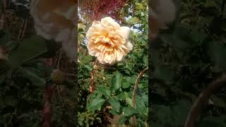 Самая настоящая роза кофейного цвета, ароматная красавица 