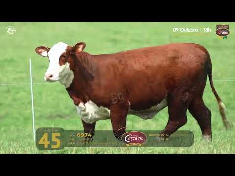 LOTE 45   TAT 6974   Vaca Braford
