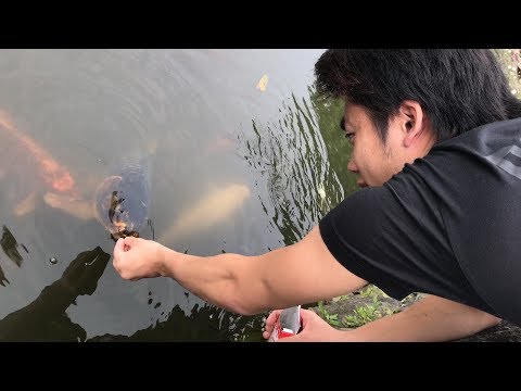 鯉に餌をあげるシルクがすごく楽しそう！！