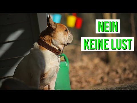 Video: Treffen Sie den Schriftsteller Larry Kay von Positiv Woof