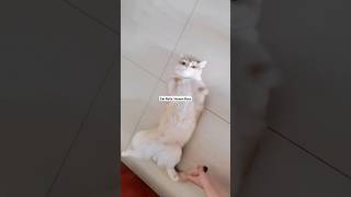 Cat Rolls, Human Buzz