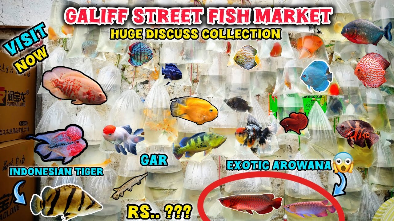 Galiff Street Pet Market ।‌2026 💥All Fish Price Update Recent Video 📸। Exotic Arowana, Discuss Fish🐠