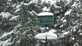 squirrel.avi
