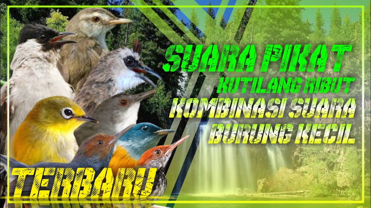 SUARA PIKAT KUTILANG RIBUT | Kombinasi Suara Burung Kecil Terbaru 