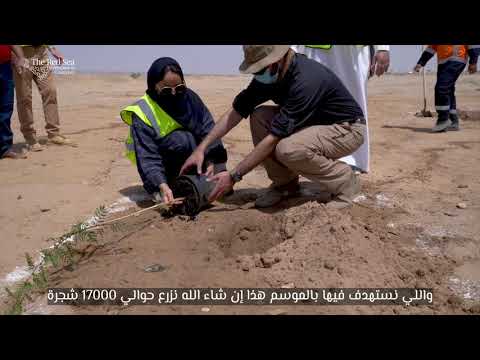 إزهار البحر الأحمر