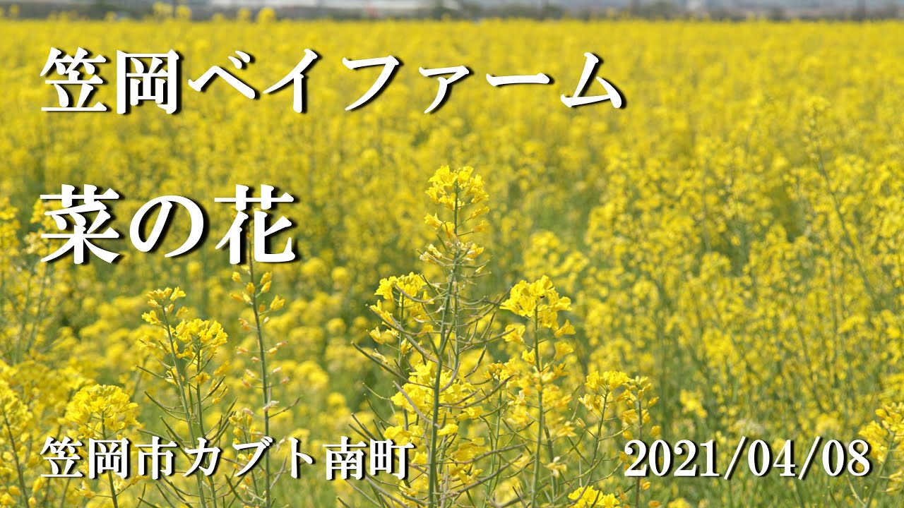 笠岡ベイファームの菜の花が満開です 笠岡市カブト南町 21 04 08 近くに来たので 菜の花を見に行きました Youtube