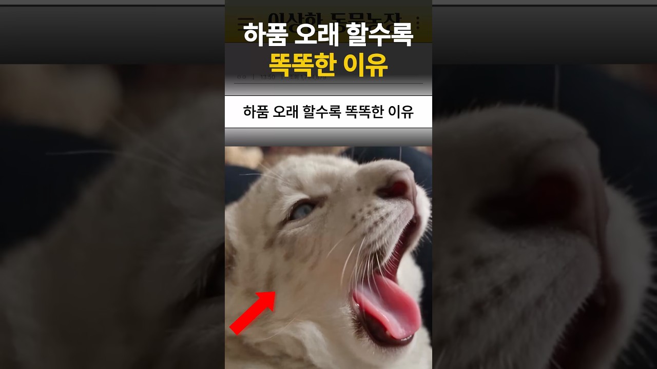 하품 오래 할수록 똑똑한 이유
