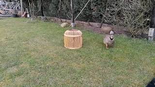 Steinhühner Keklik Chukar