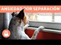 ANSIEDAD POR SEPARACIÓN en PERROS - Síntomas y Tratamiento