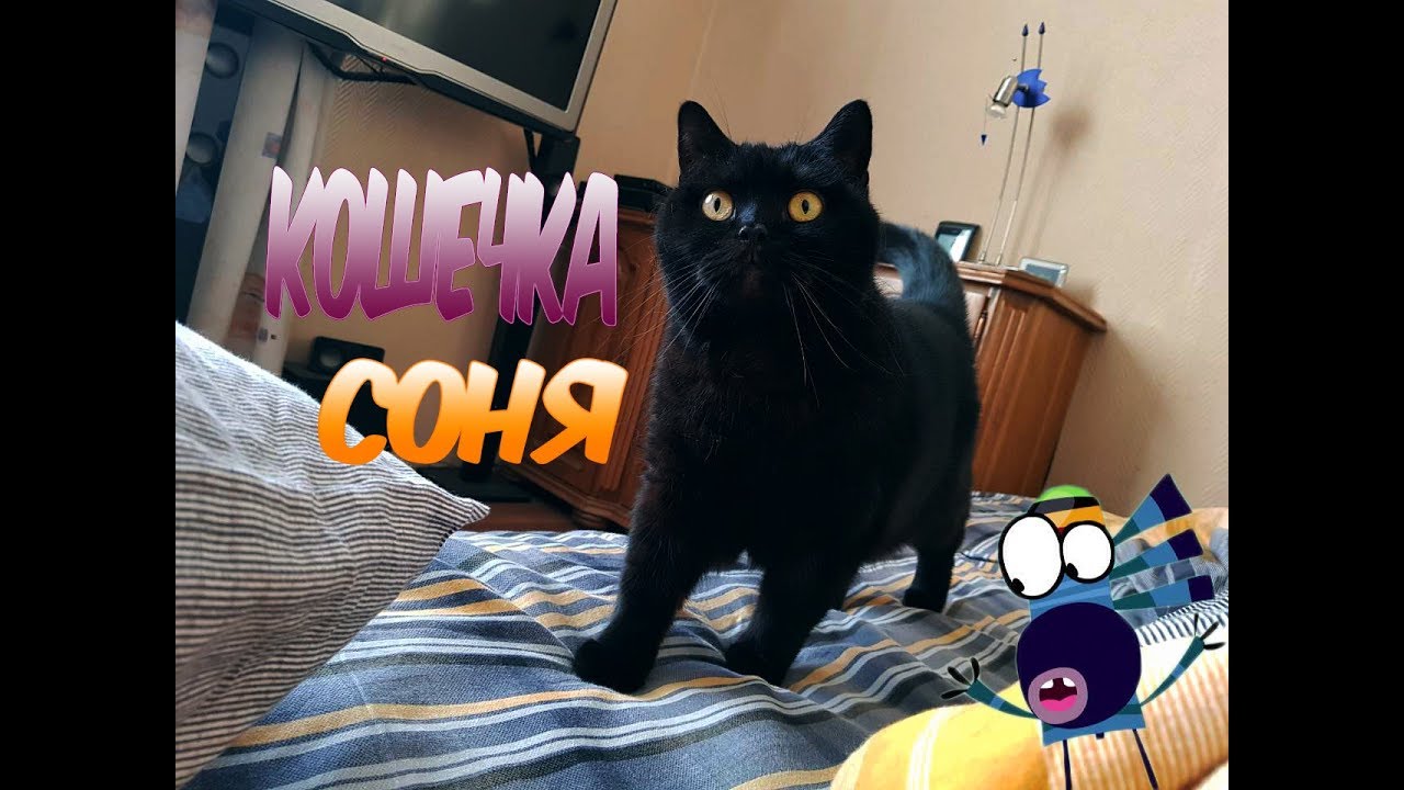 КРАСИВАЯ КОШКА СОНЯ. - YouTube
