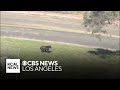 Bear runs through Castaic park, hides from wildlife officials in tall tree