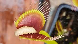 Worm - Venus Flytrap Feeding Compilation