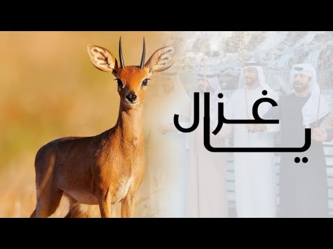 يا غزال فرسان المقابيل الحربية حصريا 2025