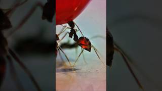 Sharing Red Liquid Sugar With Black Ants Its Amazing To See Them Up Close timelapse ants shorts