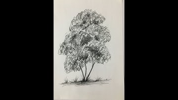 How to Draw and Shade Trees