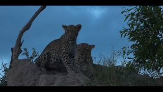 Beautiful view of animals and birds in the forest. #vairal #vairalvideo #foryou 