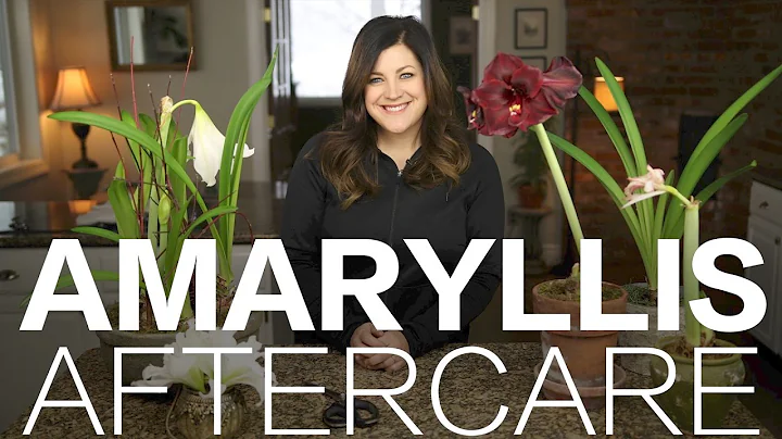 Amaryllis Done Blooming? Here's What to Do // Garden Answer - DayDayNews