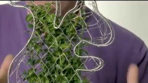 Box Topiary Animal. Grow Your Own Living Squirrel Box Topiary Plant