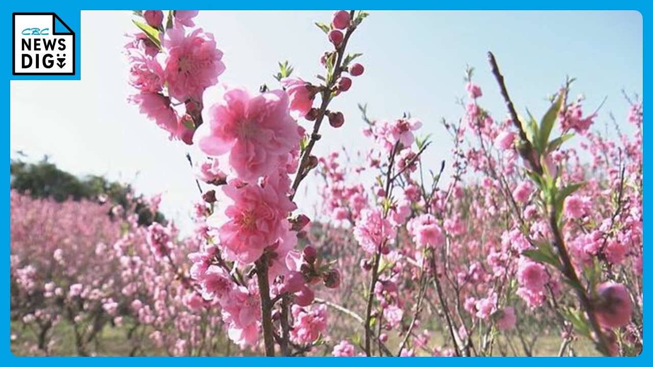 花桃 満開オレンジ色 花桃 満開オレンジ色 桃の花満開🌸 ＃桃＃桃の花＃満開＃山梨県