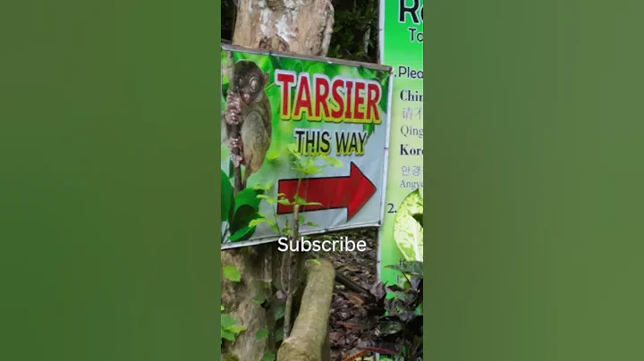 We found tarsiers in the Philippines 🇵🇭 #shorts #philippines #tarsier #bohol #travelcouple
