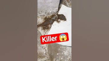 The ants ate the lizard 🥶😱🦎 #wildlifeanimals #animals #lizard #monitor #nature#reptilelife #trending