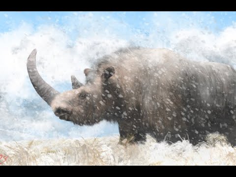 Жизнь и вымирание шерстистого носорога