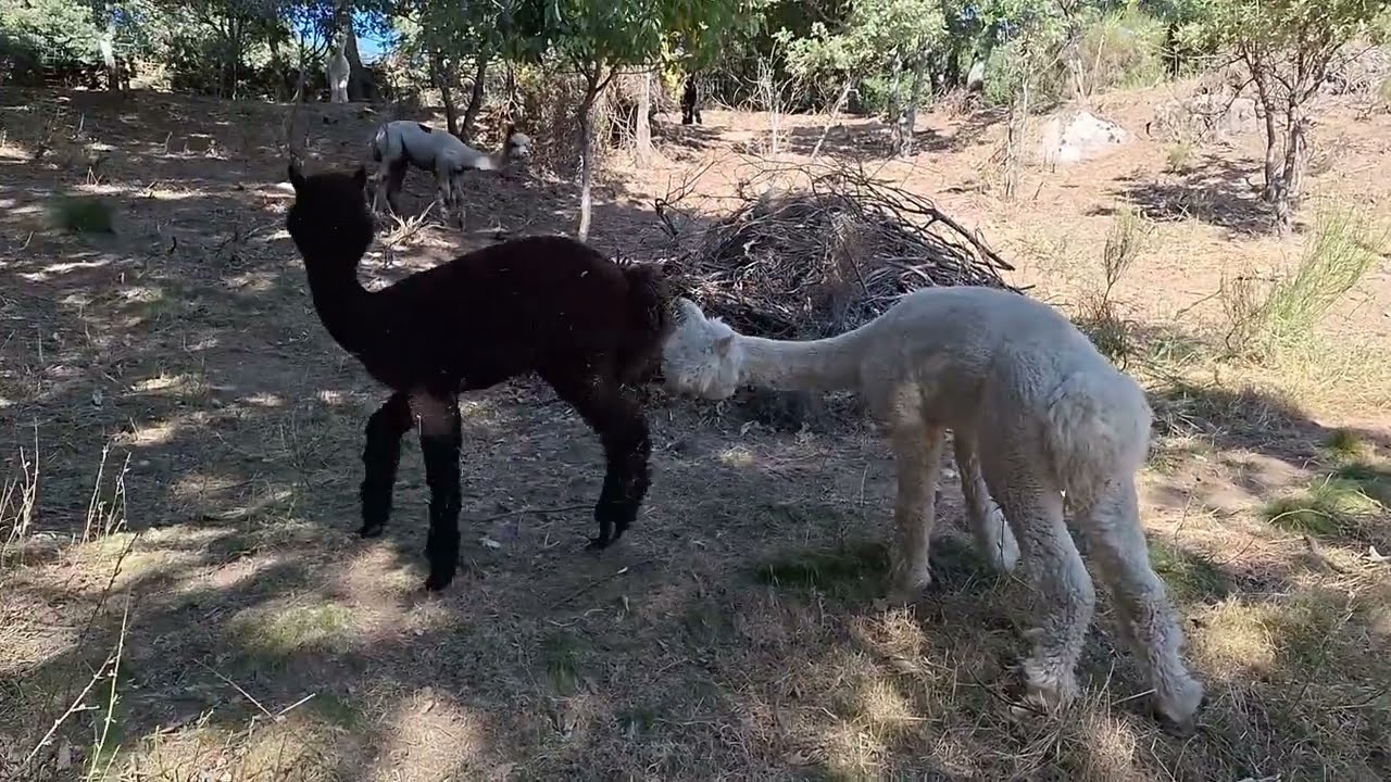 Alpacas de Gredos: Our Young Machos Play-Fight