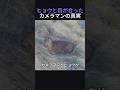 ヒョウと目が合ったカメラマンの真実