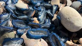 Marseille. Invasion de méduses bleues sur les plages du Prado