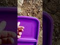 Rattlesnake relocation 2 of the year! #venom #rattlesnake