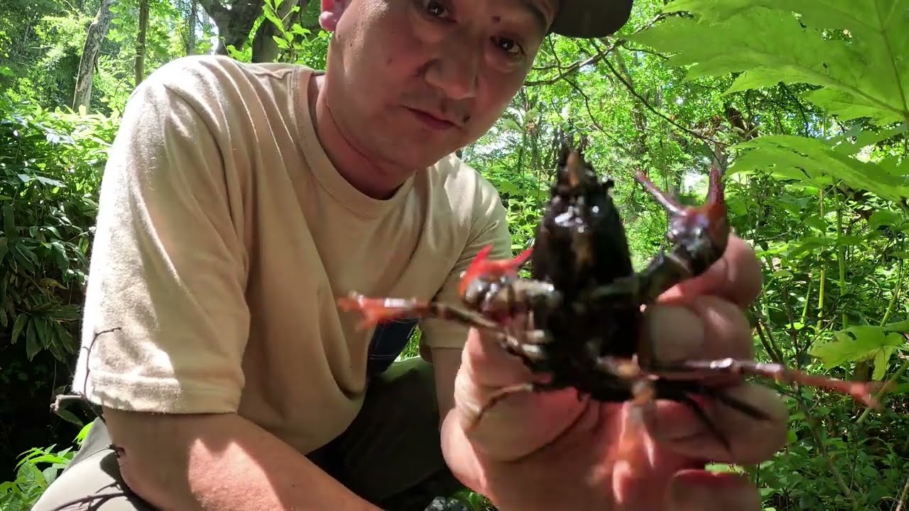 特定外来生物ウチダザリガニを釣って美味しく食べる。めちゃめちゃ美味しい！