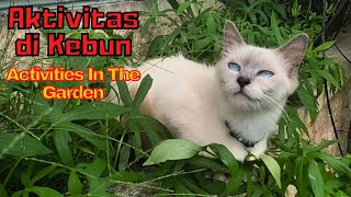 This is what three cats did in the garden on a fairly sunny morning by SabeTian Animals 44 views 1 month ago 4 minutes, 37 seconds