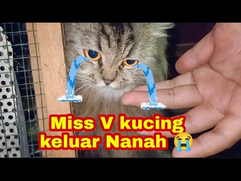 Video: Peradangan Vagina Pada Kucing