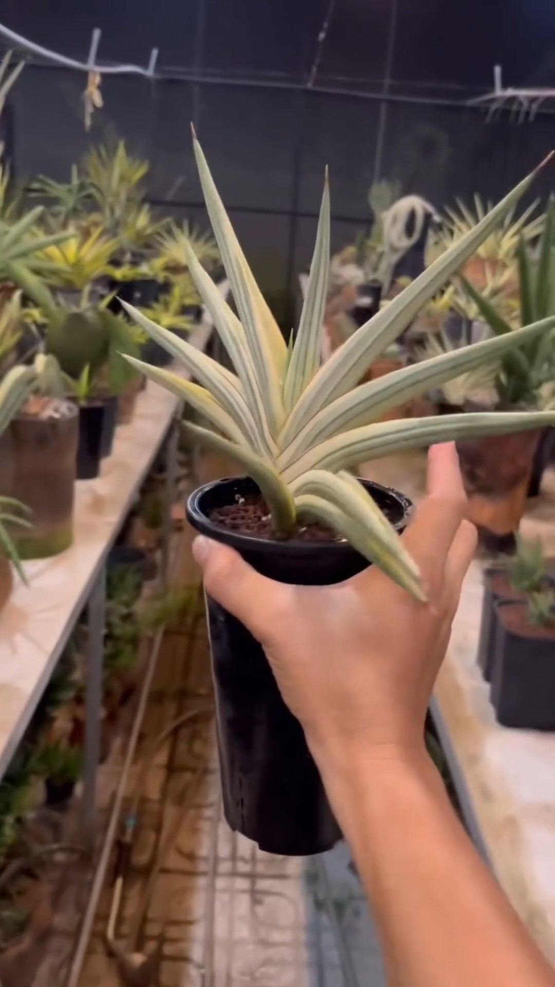 Sansevieria #978 Sansevieria Royal Crown White Var - YouTube