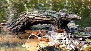 Log Art - Anteater or Crocodile wood nature water