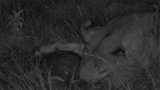Lions Play With Pangolin