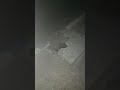 شوهة في مدينة اسفي
