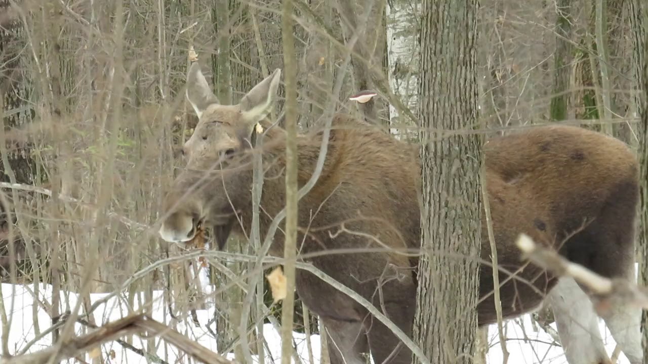 Лось войдите. Лось во Владимирской области. Охота на лося во Владимирской области. Обед в Лосе. Лось на лыжне