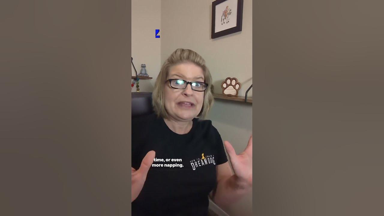My puppy is driving me crazy puppyshorts puppytrainer youtube