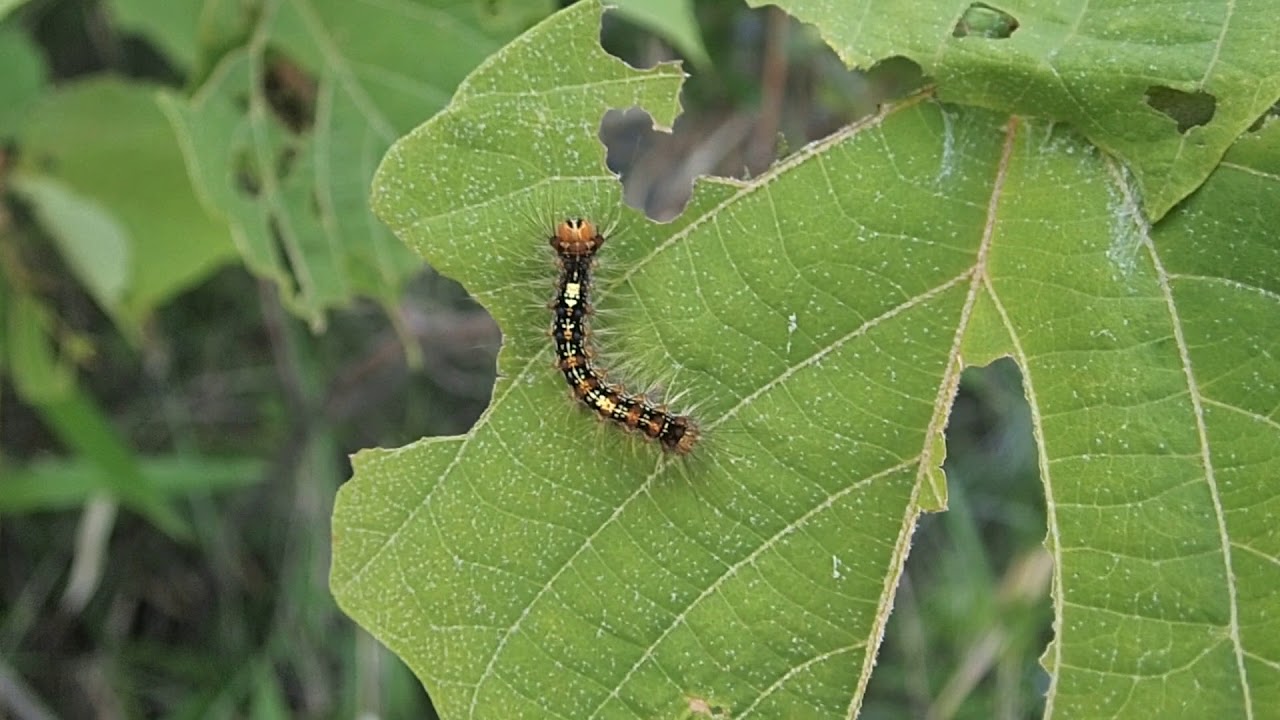 マイマイガ Lymantria Dispar の幼虫 Youtube
