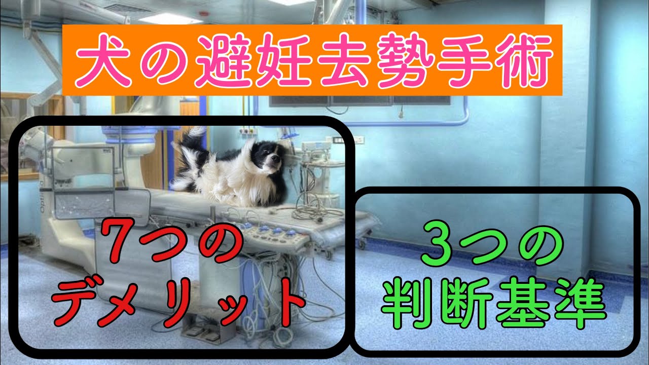 常識を覆す 犬の避妊去勢手術による7つのデメリットと手術を決める時の3つの判断基準