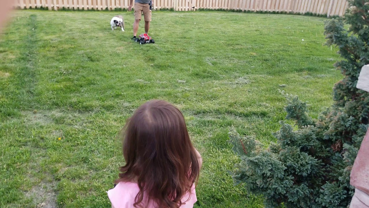 English Bull Dog being Protective YouTube